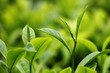 Photo: Tea Leaf with Plantation Tea Leaf with Plantation