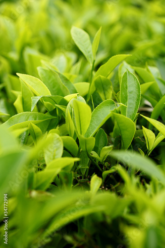 Photo: Tea Leaf with Plantation Tea Leaf with Plantation