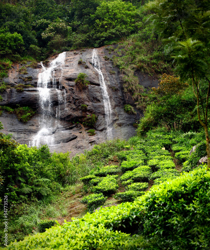 Photo: Tea field & waterfall in munnar kerala, India Tea field & waterfall in munnar kerala, India
