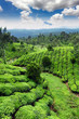 Photo: Tea field in munnar kerala, India Tea field in munnar kerala, India