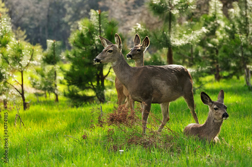 Photo: Deer family Deer family