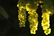 Foto: Weintraube Weintraube