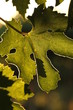 Foto: Weinblatt im Gegenlicht Weinblatt im Gegenlicht
