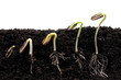 Sunflower plant sprouts germinating in soil