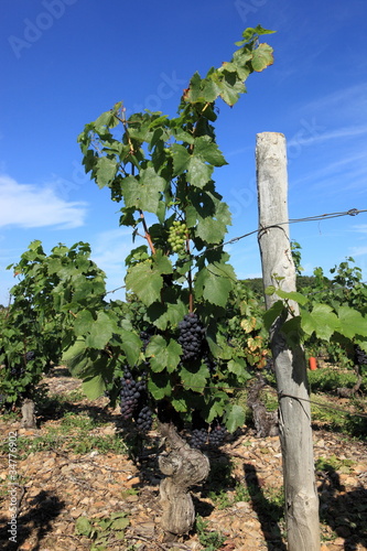 Photo: pied de vigne du beaujolais pied de vigne du beaujolais