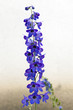 Gartenrittersporn Gartenrittersporn