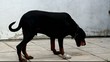 Dog with injured paw eating dinner of raw chicken