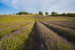 Champs de lavande
