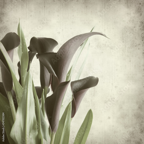 Photo: textured old paper background with darl purple calla lilies textured old paper background with darl purple calla lilies