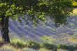 Champs de lavande