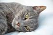 Portrait d'un jeune chat gris tigré