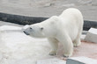 Photo: Big polar bear in a zoo Big polar bear in a zoo