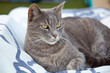 Jeune chat allongé sur une serviette