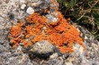 lichen crustacé