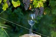 Foto: Wein Wein