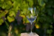 Foto: Wein Wein