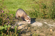 Ferret
