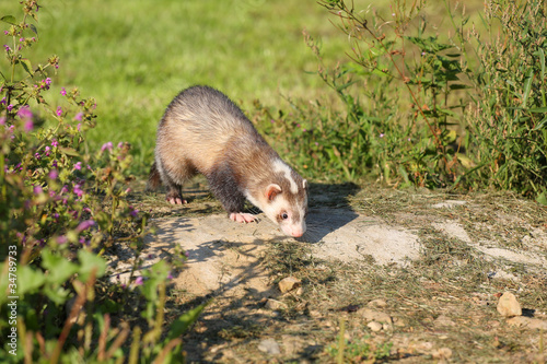 Photo: Ferret Ferret