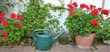Geranien (Pelargonien) im Garten
