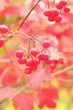 Pink ornamental autumn berries and leaves Pink ornamental autumn berries and leaves