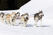 husky race on alpine mountain in winter