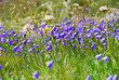 fiori di montagna