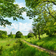 forest road and blue sky