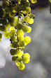 Grappe de raisins