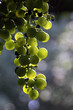 Raisins