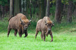 bisons