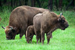 bisons family