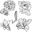 Set of floral design elements