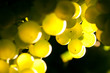 Weinreben