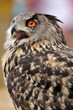 cri du hibou grand-duc cri du hibou grand-duc