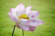 symmetrical lotus for conceptual photo