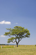 Photo: Single Tree in Field Single Tree in Field
