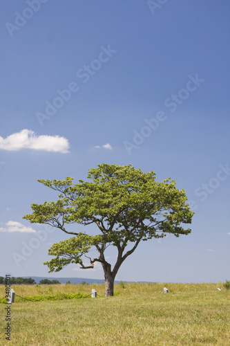 Photo: Single Tree in Field Single Tree in Field