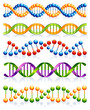 Vector: DNA DNA