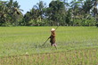 Rizières à Ubud