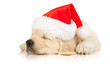 retriever puppy in a Santa Claus hat retriever puppy in a Santa Claus hat
