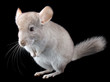 Gray ebonite chinchilla on black .