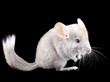 Gray ebonite chinchilla on black .