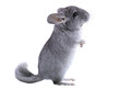 Gray ebonite chinchilla on white background.