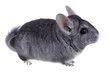 Gray ebonite chinchilla on white background.