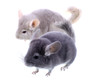 Couple of gray ebonite chinchilla on white.