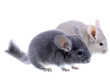 Couple of gray ebonite chinchilla on white.