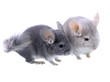 Couple of gray ebonite chinchilla on white.