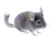 Gray ebonite chinchilla on white background.