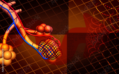 Illustration: Alveoli Alveoli