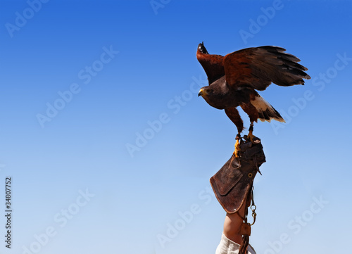 Photo: Bird taming Bird taming